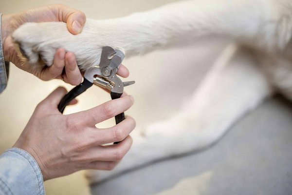 How to choose the correct claw trimmer for your specific cat breed?